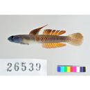 Stiphodon percnopterygionus Watson et Chen, 1998