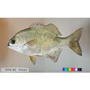 Kyphosus cinerascens (Forsskal, 1775)