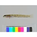 Smilosicyopus leprurus (Sakai et Nakamura, 1979)