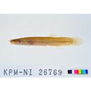 Lefua echigonia Jordan et Richardson, 1907