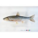 Tribolodon hakonensis (Gunther, 1877)