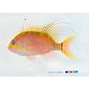 Odontanthias unimaculatus (Tanaka, 1917)