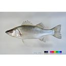 Lateolabrax latus Katayama, 1957