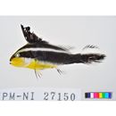 Diagramma pictum (Thunberg, 1792)