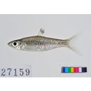 Rasbora dorsiocellata Duncker, 1904