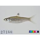 Rasbora dorsiocellata Duncker, 1904