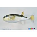 Lagocephalus spadiceus (Richardson, 1845)