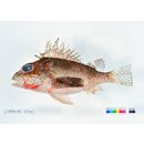 Neosebastes entaxis Jordan et Starks, 1904