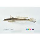 Repomucenus richardsonii (Bleeker, 1854)