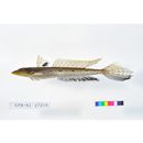 Repomucenus richardsonii (Bleeker, 1854)