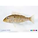 Lethrinus genivittatus Valenciennes, 1830