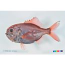 Hoplostethus japonicus Hilgendorf, 1879