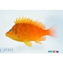 Cirrhitichthys aureus (Temminck et Schlegel, 1843)