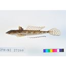 Repomucenus huguenini (Bleeker, 1858-1859)