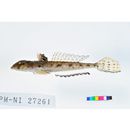 Repomucenus huguenini (Bleeker, 1858-1859)