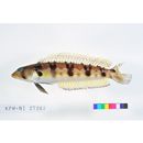 Parapercis sexfasciata (Temminck et Schlegel, 1843)