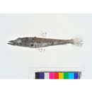 Inegocia japonica (Cuvier, 1829)