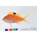 Sacura margaritacea (Hilgendorf, 1879)