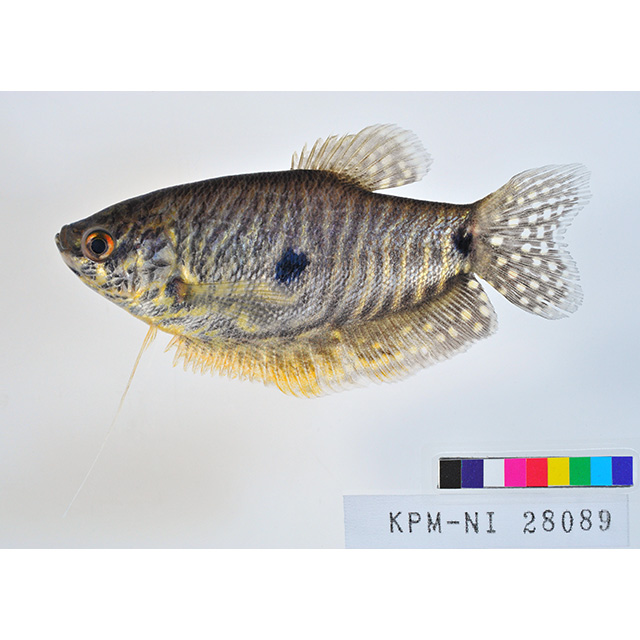 魚類写真資料データベース Kpm