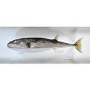 Lagocephalus sceleratus (Gmelin, 1789)