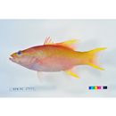 Liopropoma aragai Randall et Taylor, 1988