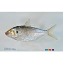 Nematalosa japonica Regan, 1917