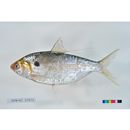 Nematalosa japonica Regan, 1917