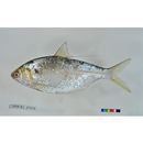 Nematalosa japonica Regan, 1917