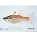 Ostorhinchus semilineatus (Temminck et Schlegel, 1843)