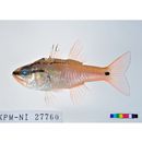 Ostorhinchus semilineatus (Temminck et Schlegel, 1843)