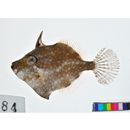 Rudarius ercodes Jordan et Fowler, 1902