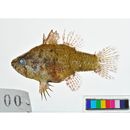 Foa brachygramma (Jenkins, 1903)