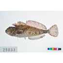 Furcina osimae Jordan et Starks, 1904