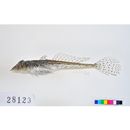 Repomucenus ornatipinnis (Regan, 1905)