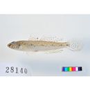 Favonigobius gymnauchen (Bleeker, 1860)