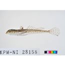 Repomucenus ornatipinnis (Regan, 1905)