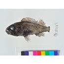 Sebastes hubbsi (Matsubara, 1937)