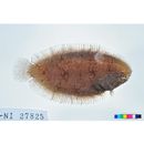 Aseraggodes kobensis (Steindachner, 1896)