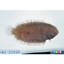 Aseraggodes kobensis (Steindachner, 1896)