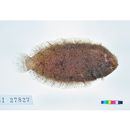 Aseraggodes kobensis (Steindachner, 1896)