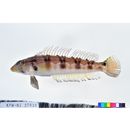 Parapercis sexfasciata (Temminck et Schlegel, 1843)