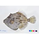 Stephanolepis cirrhifer (Temminck et Schlegel, 1850)