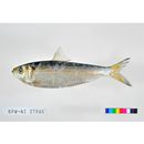 Sardinella zunasi (Bleeker, 1854)