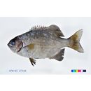 Kyphosus cinerascens (Forsskal, 1775)