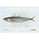 Decapterus maruadsi (Temminck et Schlegel, 1844)