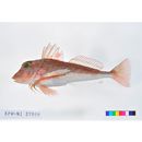 Lepidotrigla kishinouyei Snyder, 1911