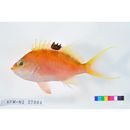 Sacura margaritacea (Hilgendorf, 1879)