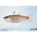 Ostorhinchus semilineatus (Temminck et Schlegel, 1843)