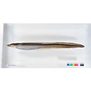 Conger myriaster (Brevoort, 1856)