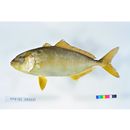 Seriola dumerili (Risso, 1810)